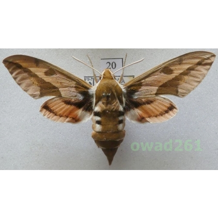 Hyles euphorbiae (Linnaeus, 1758) Czech20